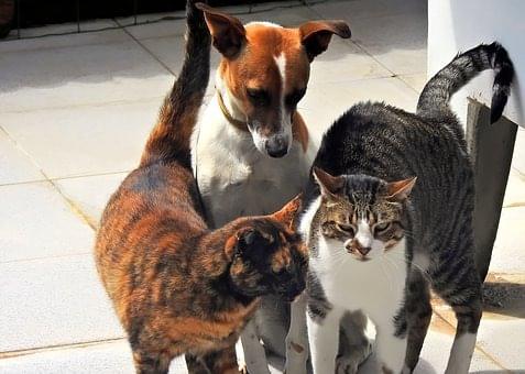 chats et chien, Vétérinaire Coppet, Veterinaire Coppet, Coppet Veterinaire, Coppet Vétérinaire, cabinet vétérinaire Coppet, cabinet veterinaire Coppet, clinique vétérinaire Coppet, vétérinaire de Garde Coppet,veterinaire de Garde Coppet, Cabinet Vétérinaire International