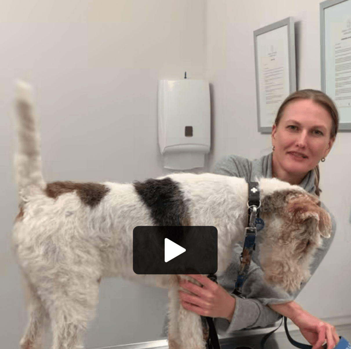 Oscar, Vétérinaire Coppet, Veterinaire Coppet, Coppet Veterinaire, Coppet Vétérinaire, cabinet vétérinaire Coppet, cabinet veterinaire Coppet, clinique vétérinaire Coppet, vétérinaire de Garde Coppet,veterinaire de Garde Coppet, Cabinet Vétérinaire International