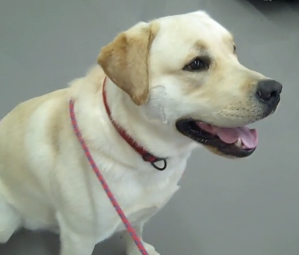 Vétérinaire Coppet, Veterinaire Coppet, Coppet Veterinaire, Coppet Vétérinaire, cabinet vétérinaire Coppet, cabinet veterinaire Coppet, clinique vétérinaire Coppet, vétérinaire de Garde Coppet,veterinaire de Garde Coppet, Cabinet Vétérinaire International