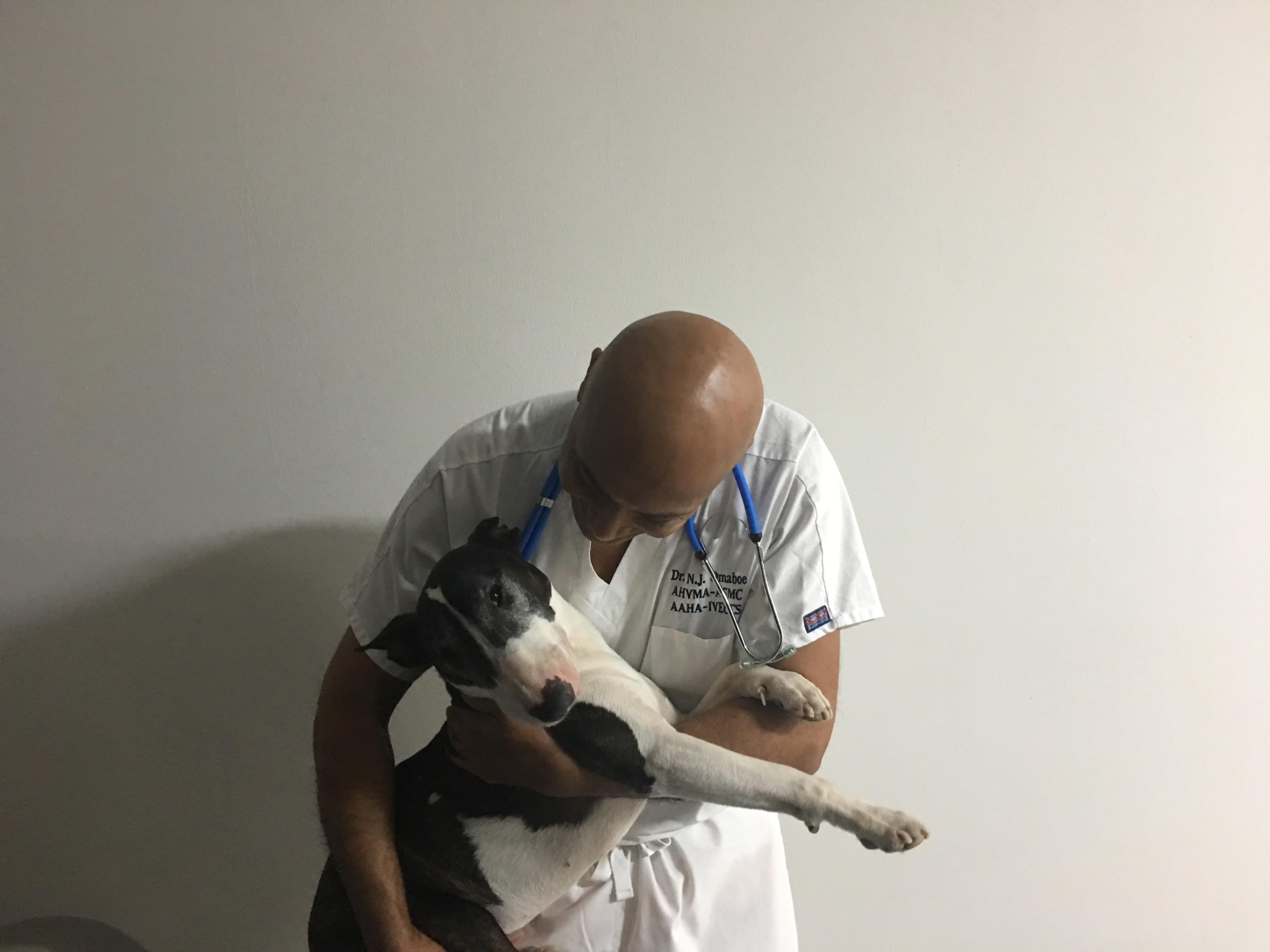 Vétérinaire Coppet, Veterinaire Coppet, Coppet Veterinaire, Coppet Vétérinaire, cabinet vétérinaire Coppet, cabinet veterinaire Coppet, clinique vétérinaire Coppet, vétérinaire de Garde Coppet,veterinaire de Garde Coppet, Cabinet Vétérinaire International